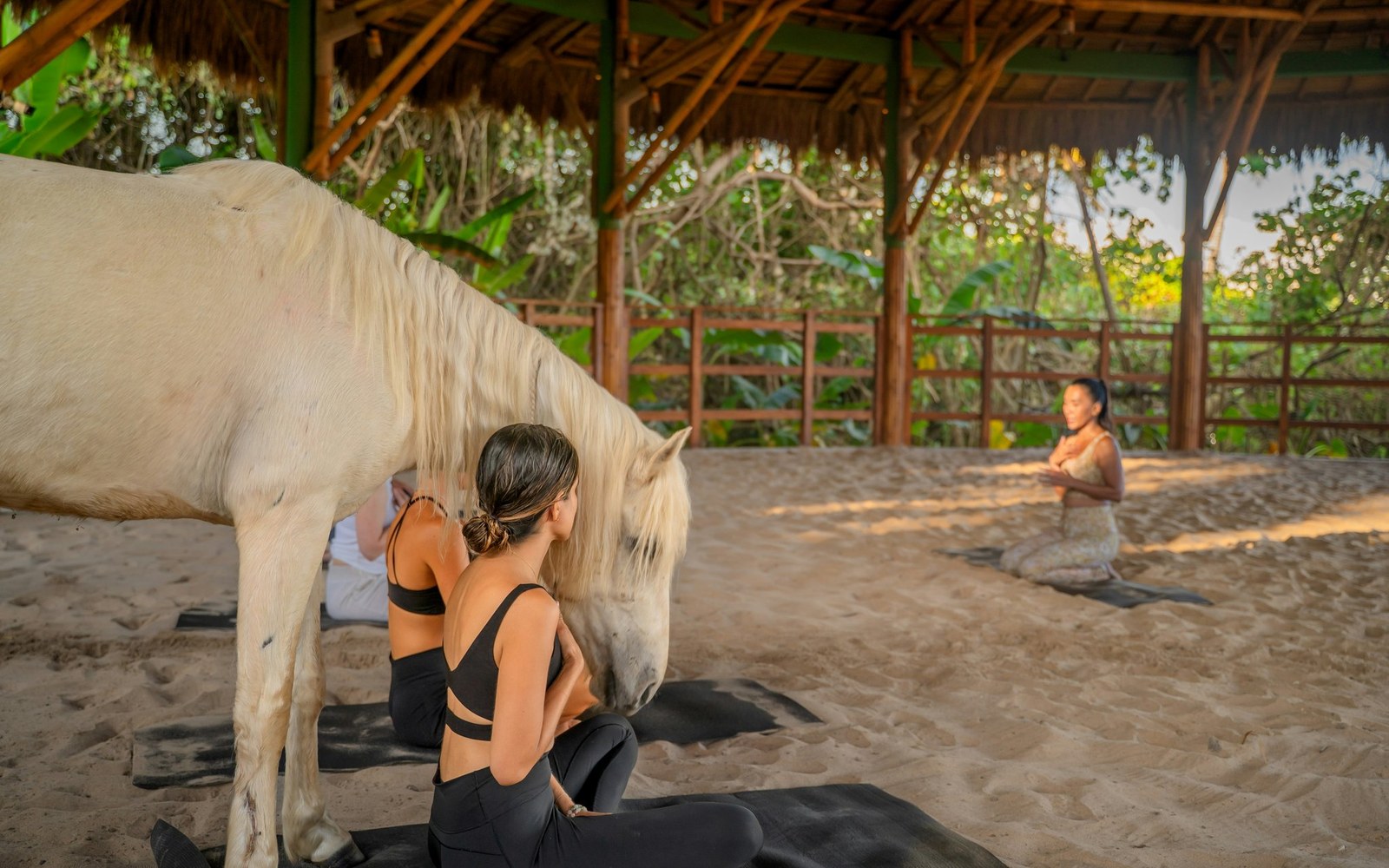 Groundwork under a sand-floored shelter: no saddle, no riding, a guest sitting at the horse&rsquo;s shoulder