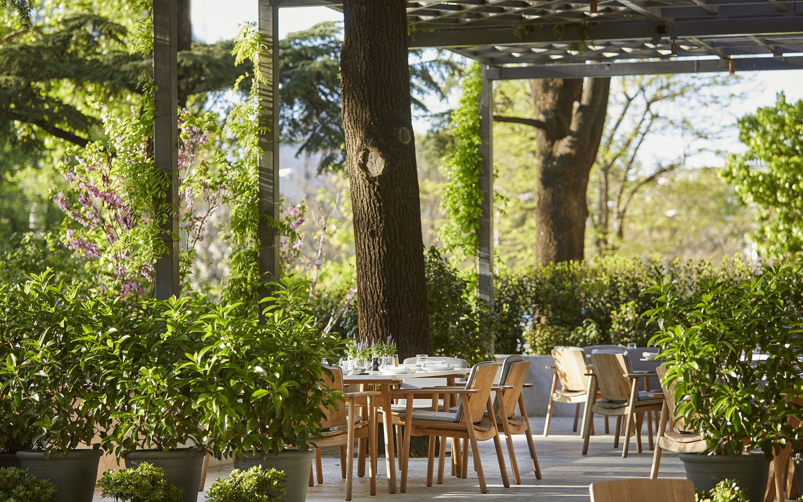 酒店背后的私家花园:大树穿过玻璃廊架,餐桌就摆在树底下