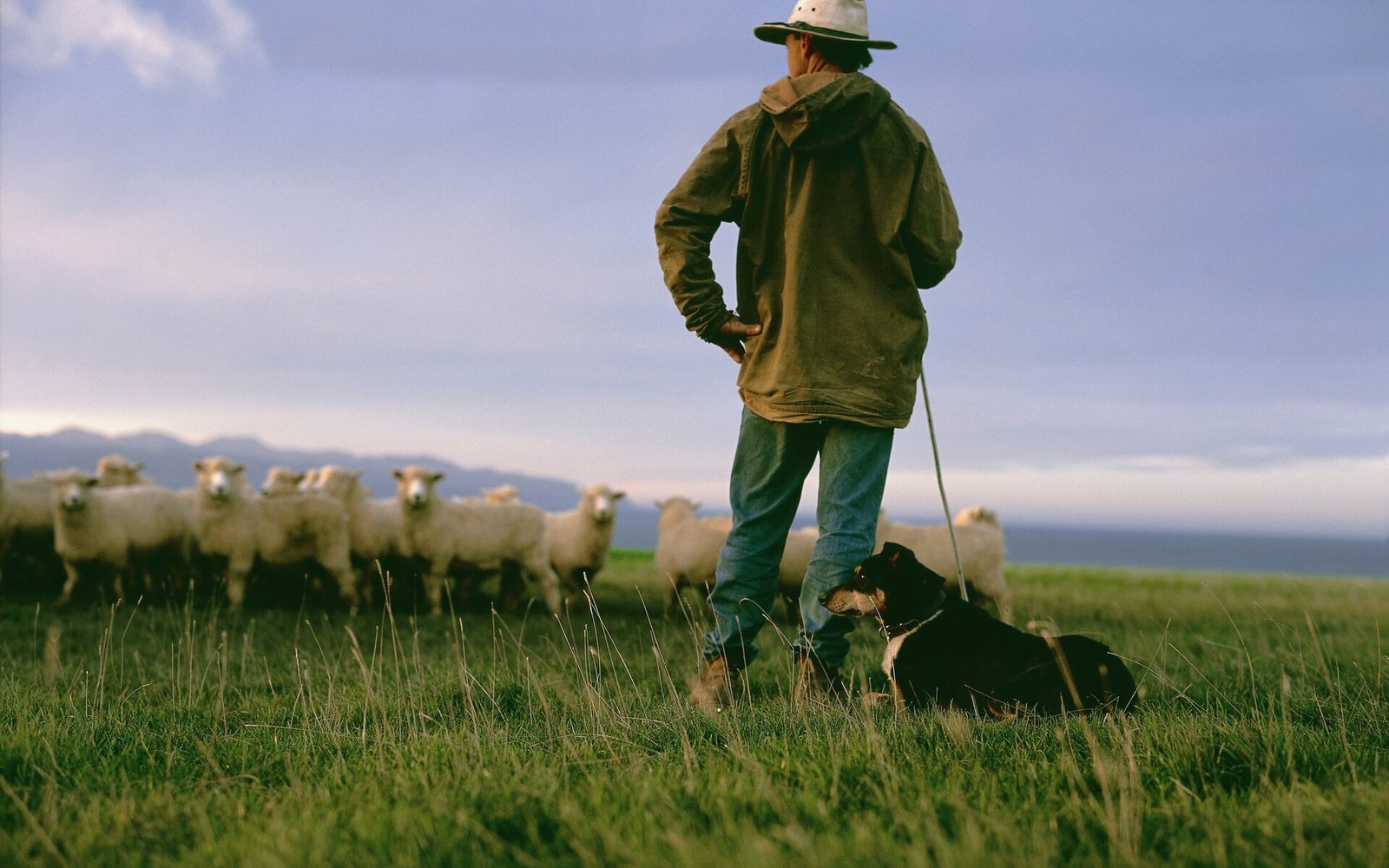 A stockman on the slope watching his flock, working dog lying at his boot, the sea behind them